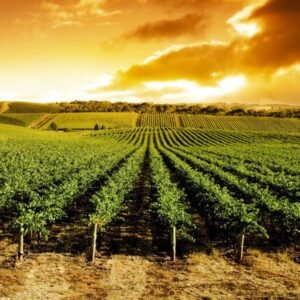 wp Suedafrikanische_Weine_und_die_Weinregion_Swartland-Swartland__Ein_Blick_auf_die_Weinregion