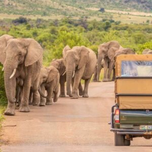 00-1-5_Best_Family-friendly_Safaris_in_South_Africa-BW-header1200px
